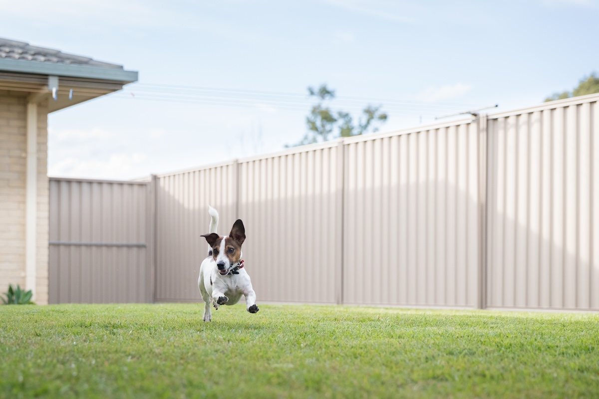 A Jack Russell Terrier running in backyard with steel fence and green lawn in Cache Valley