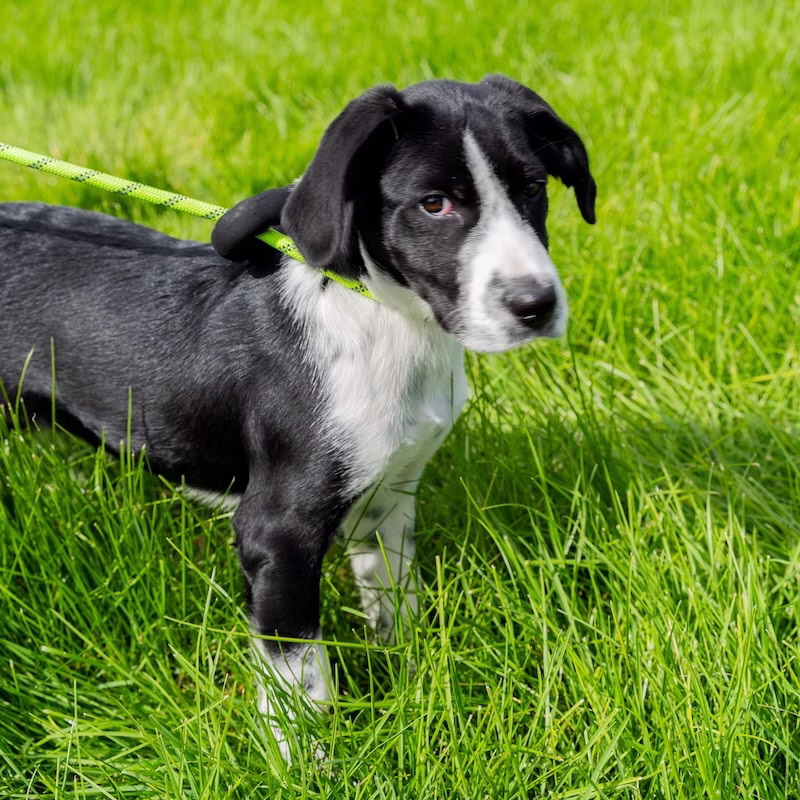 High-Tight-Fencing-Cache-Humane-Society-Dog-service-project